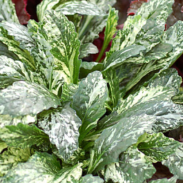 Живучка ползучая Спаклер