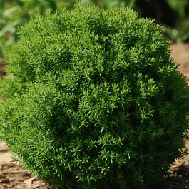 Туя западная Teddy