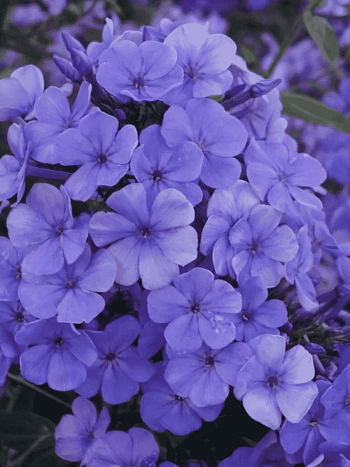 Флокс метельчатый 'Sweet Summer Ocean'