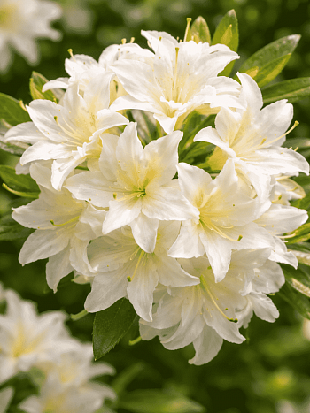 Азалия крупноцветковая Schneekopfchen