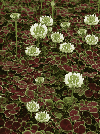 Клевер ползучий Pentaphyllum