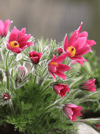 Прострел обыкновенный Rose Bells 