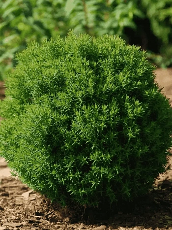 Туя западная Teddy