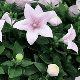 Платикодон крупноцветковый розовый