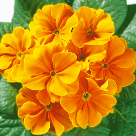 Примула Hethor Goldorange