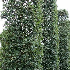Клен полевой Green Column