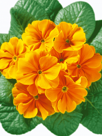 Примула Hethor Goldorange