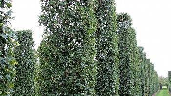 Клен полевой Green Column