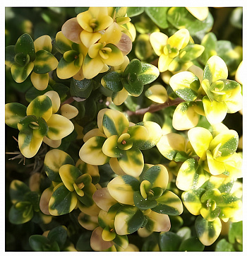Тимьян (Чабрец, Чабер) лимоннопахнущий Lemon Variegata