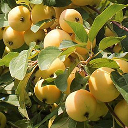 Яблоня Уральское наливное