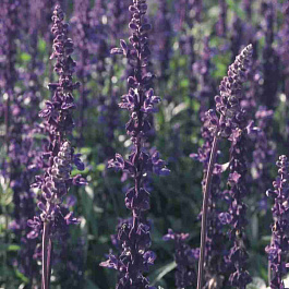 Шалфей мучнистый Evolution Violet