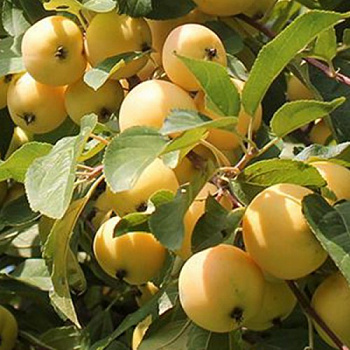 Яблоня Уральское наливное