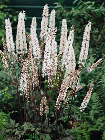 Клопогон простой Атропурпурея