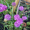 Армерия Ложноармерия Ballerina Purple