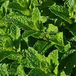 Мята Касабланка