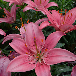 Лилия азиатская горшечная Айленд Джой