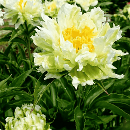 Пион Молочноцветковый Green Halo