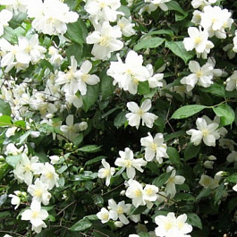 Жасмин садовый Снежная буря