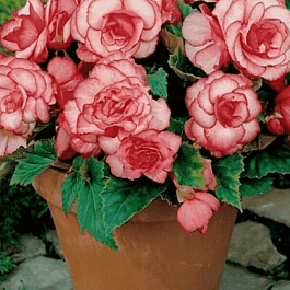 Бегония Bouton de Rose