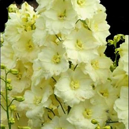 Дельфиниум высокий Санглем