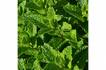 Мята Касабланка