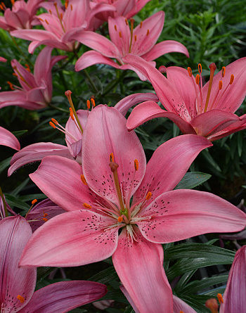 Лилия азиатская горшечная Айленд Джой