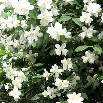Жасмин садовый Снежная буря