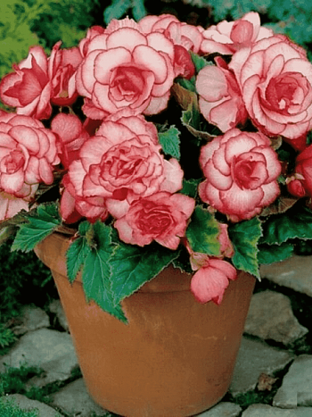 Бегония Bouton de Rose