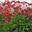 Армерия ложноармерия Ballerina Red