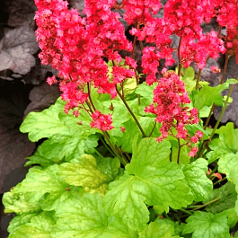 Гейхера Havana