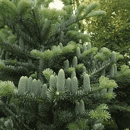 Пихта Арнольда Jan Pawel II