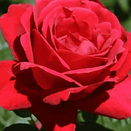 Роза кустовая Херсонес