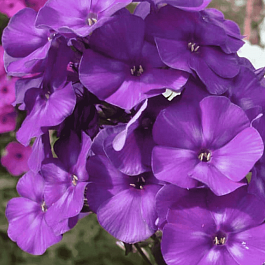 Флокс метельчатый Репрев №20