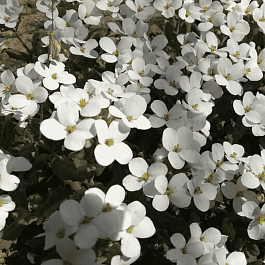 Арабис кавказский Catwalk White