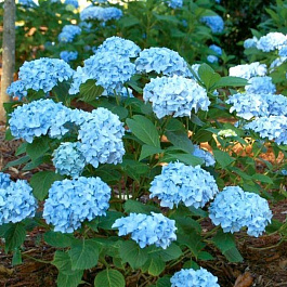 Гортензия крупнолистовая Мини Пенни