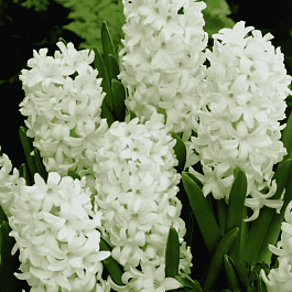 Гиацинт Carnegie