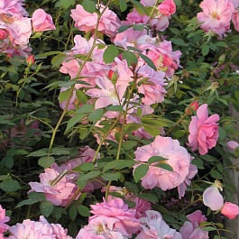 Роза канадская парковая Джон Дэвис Роза канадская парковая Джон Дэвис