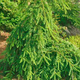 Ель обыкновенная Loreley