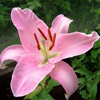 Лилия восточная Ломбардия