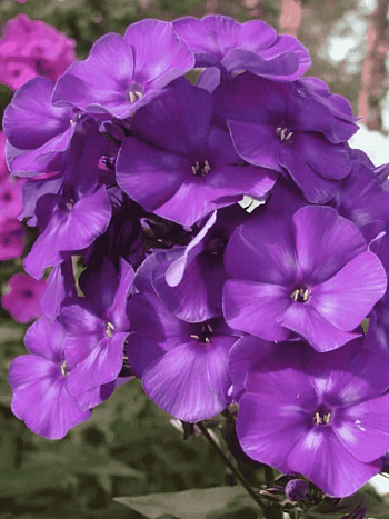 Флокс метельчатый Репрев №20