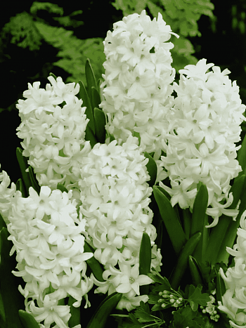 Гиацинт Carnegie