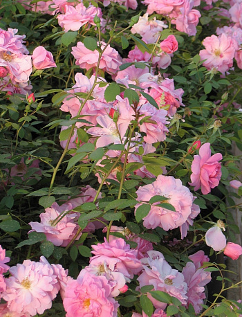 Роза канадская парковая Джон Дэвис