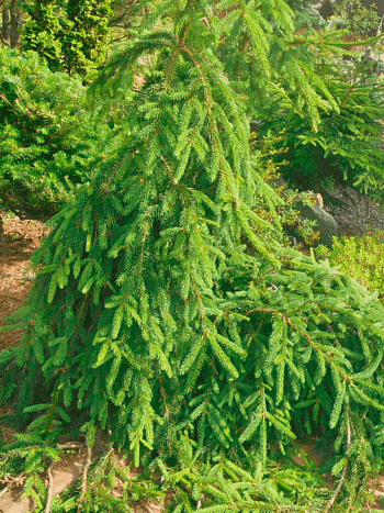 Ель обыкновенная Loreley