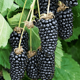 Ежевика Columbia Giant