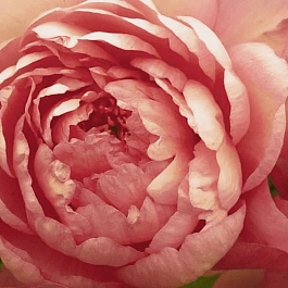 Пион ИТО Magical Mystery Tour