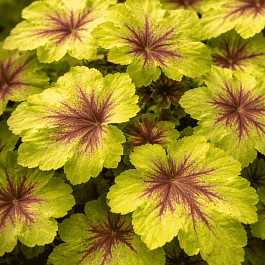 Гейхерелла  Art tropico