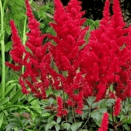 Астильба Арендса Etna