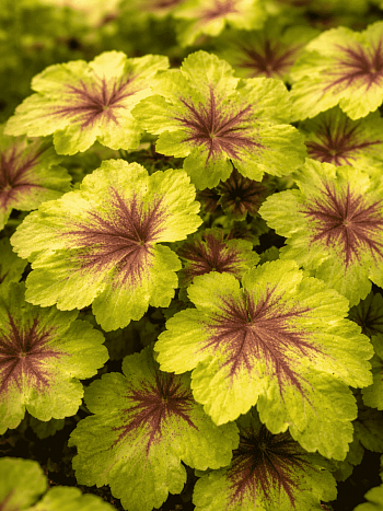 Гейхерелла  Art tropico