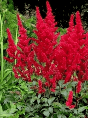 Астильба Арендса Etna