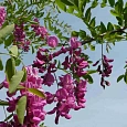 Робиния ложноакация Pink Cascade